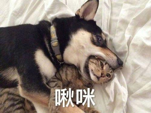 圈内爆料二哈百度云网盘,二哈百度云网盘神秘内容大揭秘